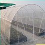 蔬菜果木脐橙防虫网 保护果木防虫害鸟害 抗拉 密度好 加厚抗晒