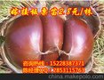 青神板栗苗厂家直销，青神板栗用苗，青神板栗苗果实