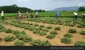 深圳草皮批发，草皮种植，草皮维护就找南韵竹风景观园林！