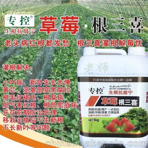 草莓根三喜養(yǎng)根生根快 炭疽病小葉卷葉紅中柱根腐病草莓專用肥圖片