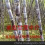 广西黑皮甘蔗（长2.4米，重6斤，5毛/斤）黑皮甘蔗批发，产地批发