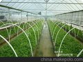 竹柳容器苗竹柳上山苗广西贵州广东涡阳竹柳供应