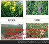 云浮污水净化植物,认准懿鸿植物物美价廉