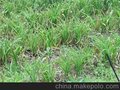 鸢尾收购/途顺苗木供/干黄花