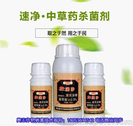 白芨葉斑病防治新技術(shù) 速凈殺菌劑加大蒜油有機(jī)硅噴霧三次圖片