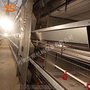 层叠育雏笼自动化养鸡设备