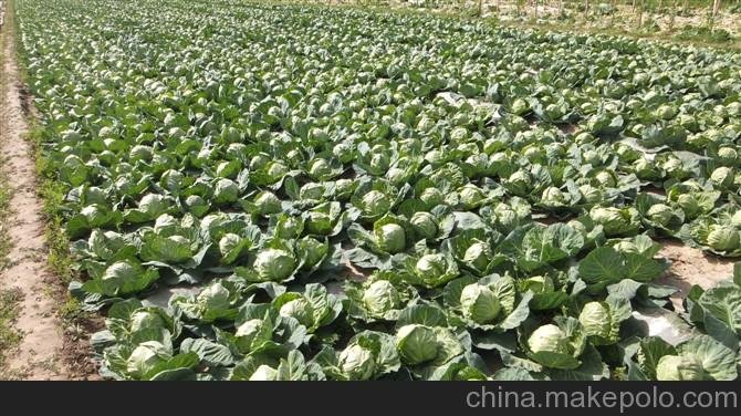 供應(yīng)進(jìn)口韓國(guó)泡菜娃娃菜 可芯娃娃菜進(jìn)口優(yōu)質(zhì)迷你小白菜種子圖片