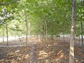 14公分法桐 14cm一年发冒 一年冠 通货3米杀头 地头装车