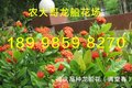 陆河龙船花