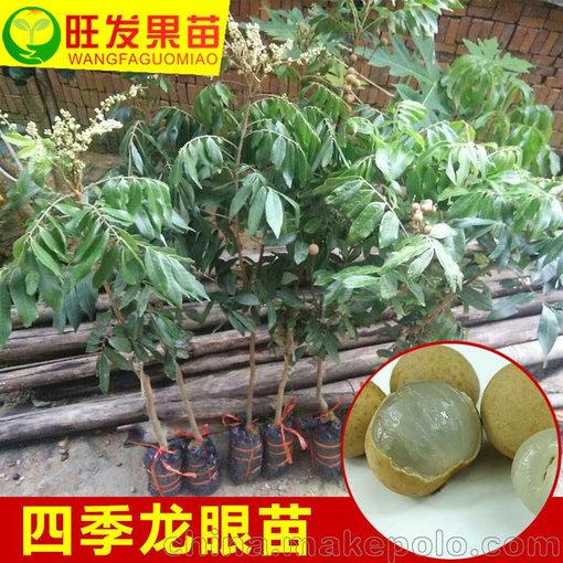供應(yīng)正宗四季龍眼苗 雙季龍眼嫁接苗新品四季開花結(jié)果品種正宗圖片