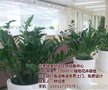 北京林昊欣达(在线咨询)_绿植花卉