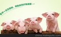 新乡慧德祥饲料生产厂家 顺顺康 4312S