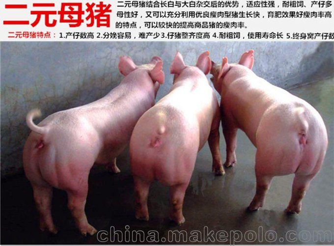 丹寨縣太湖母豬豬苗豬場(chǎng)自家繁育品種純正圖片