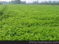 扬中饲料桑种植基地