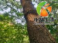 中刀生漆土漆大漆天然国漆