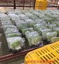 海南巴西香蕉苗 广东供应袋苗巴西蕉