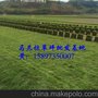 供应湖北绿化草坪+湖北马尼拉草坪规格22**22*10/捆