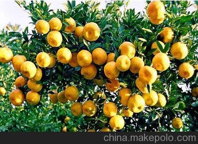 福建永春縣產(chǎn)地果農(nóng)直批正宗永春蘆柑圖片