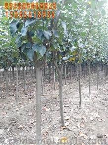 泰安5公分紅葉李報(bào)價(jià)-泰安海林苗圃基地圖片