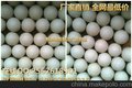 直径15mm橡胶球 白色/黑色实心橡胶弹力球 厂家直销 型号齐全