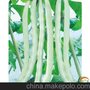 绿白1号/架豆种子 春秋无筋架豆种子 四季豆种子