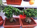 专业水草养殖