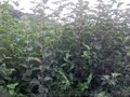 天水花牛苹果苗  富士  樱桃  核桃  花椒等苗木