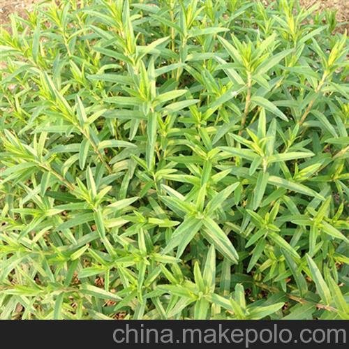 供黃芩種子 安國市元泰種子經(jīng)營部(在線咨詢)圖片