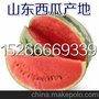 山东西瓜批发价格