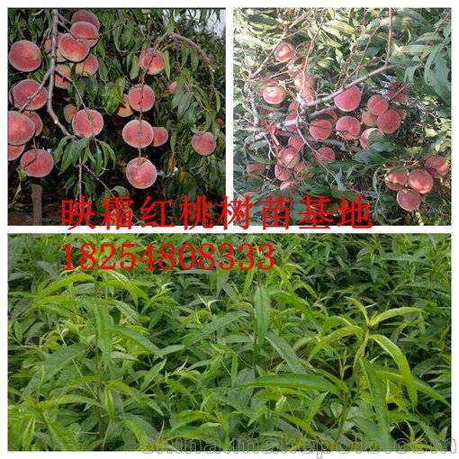 山楂品種苗 山東黃桃樹苗圖片
