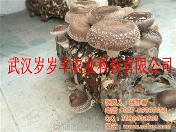 岁岁丰(在线咨询) 食用菌 食用菌种类