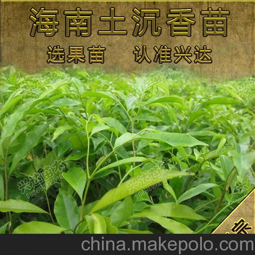 供應(yīng)正宗海南沉香苗 本地袋裝苗圖片