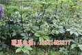 提供重楼种植技术