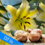 绿尔种球 罗宾娜 索邦 木门 成活率高 带芽发货  百合鲜切花
