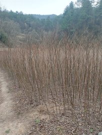 濰坊拐棗苗基地批發(fā)