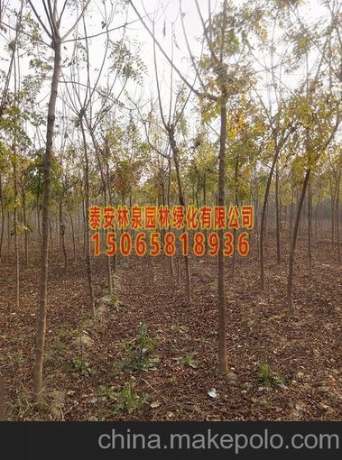 徂徠11cm關(guān)山櫻花種植技術(shù),11cm早櫻-泰安櫻花基地圖片