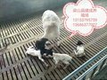 白城市纯种杜泊羊养殖效益分析