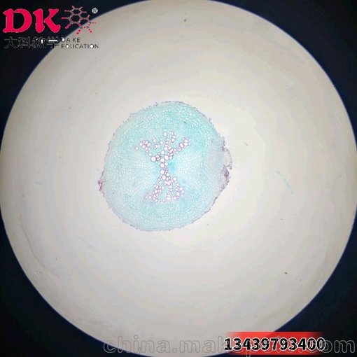 生產(chǎn)廠家定制 顯微鏡玻片 生物切片 植物切片 白蘿卜根圖片
