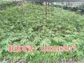 嘉兴重楼种植基地