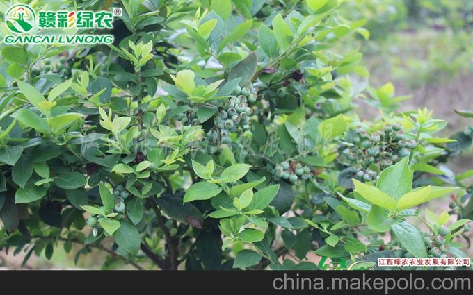 批發(fā)南方奧尼爾藍(lán)莓果樹苗 奧尼爾藍(lán)莓價(jià)格圖片 藍(lán)莓小苗木包成活圖片