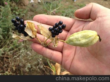 宁夏射干种植,中药材种子交易网(图),射干种植技术