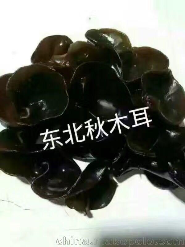 東北長白山木耳 散裝木耳 大量批發(fā)零售