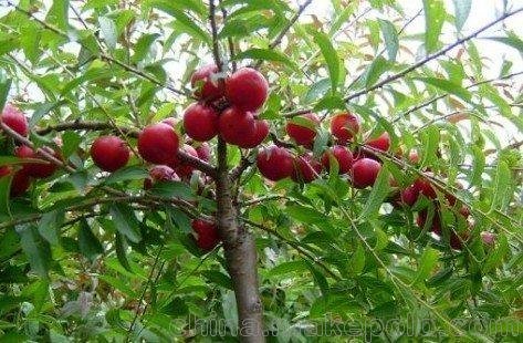 京歐鈣果種植幾年結(jié)果  鈣果他爹 國家支持品牌鈣果圖片
