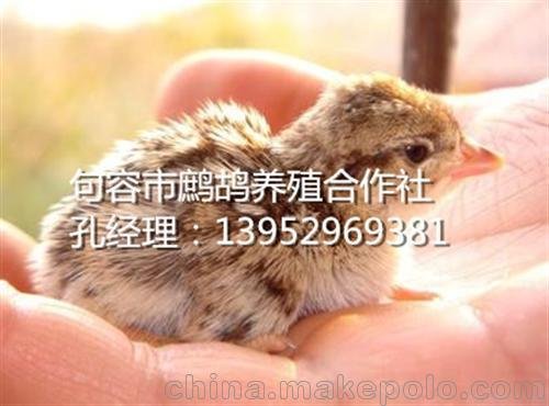 美國(guó)鷓鴣_句容鷓鴣養(yǎng)殖(圖)圖片