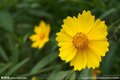 大量供应金鸡菊种子金鸡菊草花种子