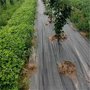 四川果园UV除草布的使用年限