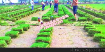 ݲƺ Ƥм۸ 