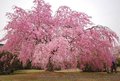 正宗美国垂枝红樱 美国垂枝樱花 红花樱花树苗 盆栽地栽垂枝
