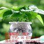 东莞花木租赁 绿萝 东莞绿萝 青苹果 东莞租花 花卉租赁服务