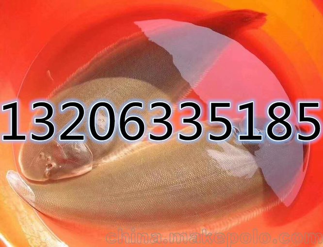供應(yīng)鮮活龍利魚圖片